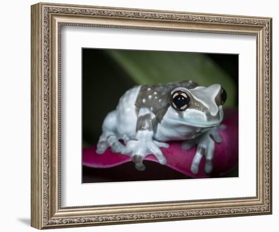 Blue milk frog on a flower-Maresa Pryor-Framed Photographic Print