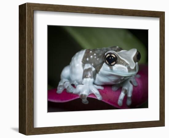 Blue milk frog on a flower-Maresa Pryor-Framed Photographic Print