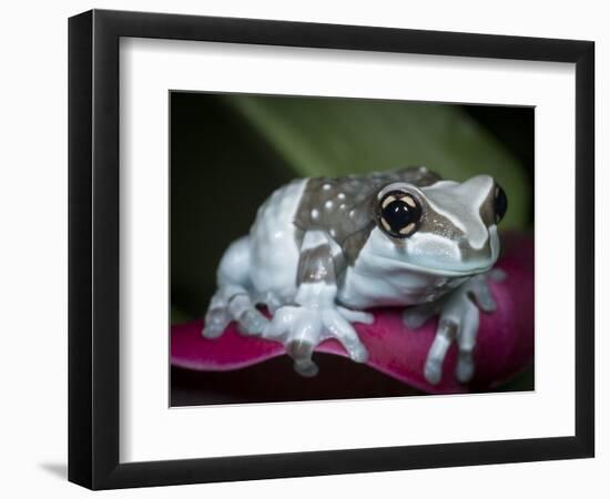 Blue milk frog on a flower-Maresa Pryor-Framed Photographic Print