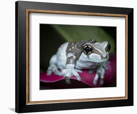 Blue milk frog on a flower-Maresa Pryor-Framed Photographic Print