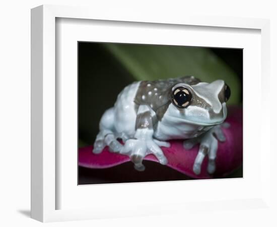 Blue milk frog on a flower-Maresa Pryor-Framed Photographic Print