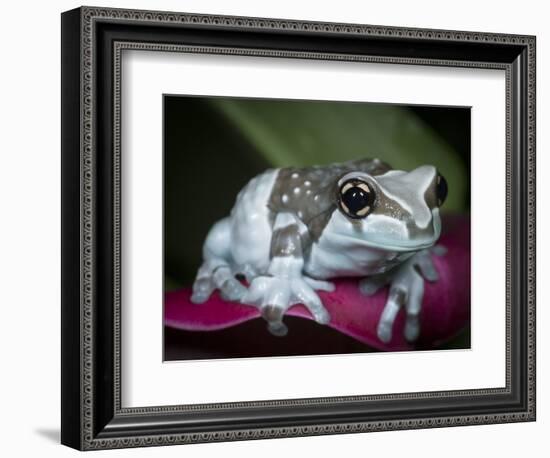 Blue milk frog on a flower-Maresa Pryor-Framed Photographic Print