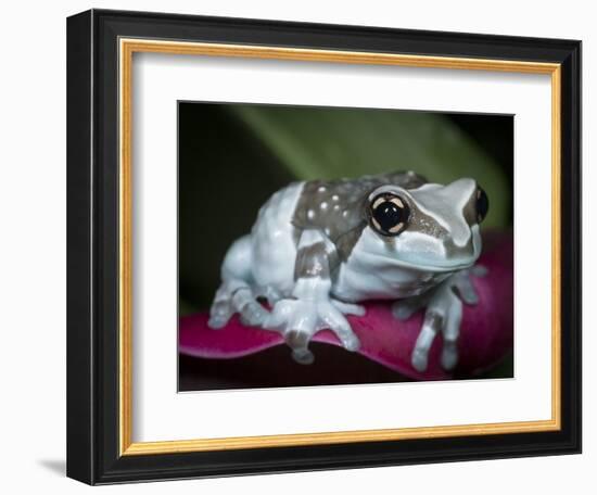 Blue milk frog on a flower-Maresa Pryor-Framed Photographic Print