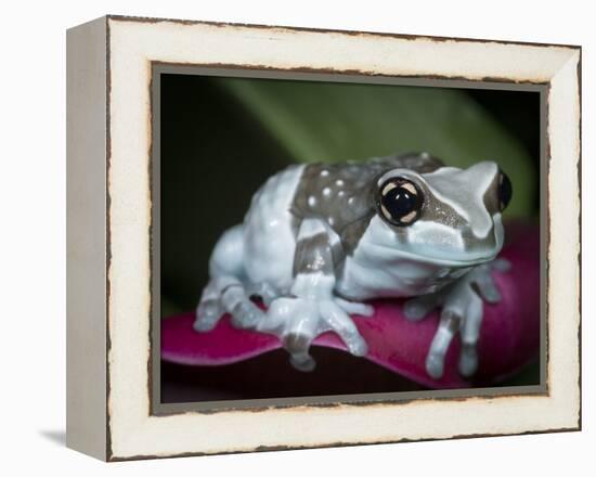 Blue milk frog on a flower-Maresa Pryor-Framed Premier Image Canvas