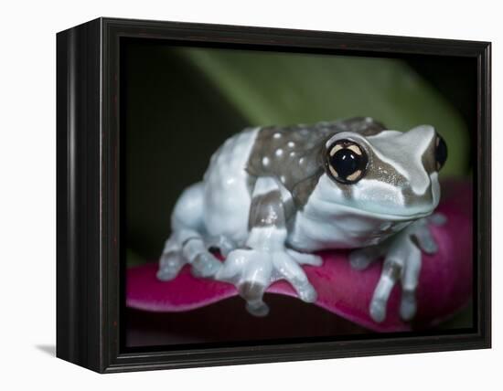 Blue milk frog on a flower-Maresa Pryor-Framed Premier Image Canvas