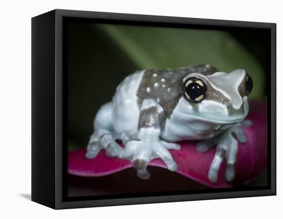 Blue milk frog on a flower-Maresa Pryor-Framed Premier Image Canvas