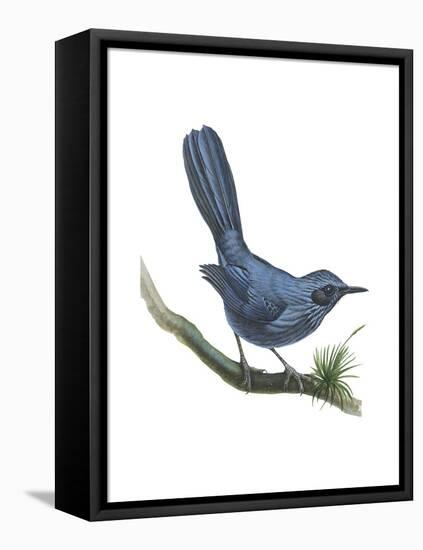 Blue Mockingbird (Melanotis Caerulescens), Birds-Encyclopaedia Britannica-Framed Stretched Canvas