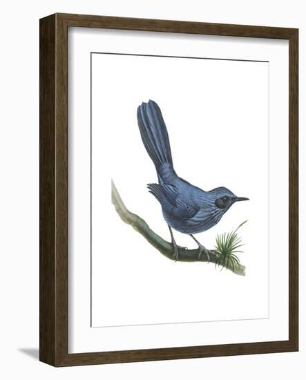 Blue Mockingbird (Melanotis Caerulescens), Birds-Encyclopaedia Britannica-Framed Art Print