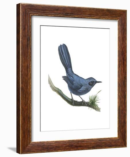 Blue Mockingbird (Melanotis Caerulescens), Birds-Encyclopaedia Britannica-Framed Art Print