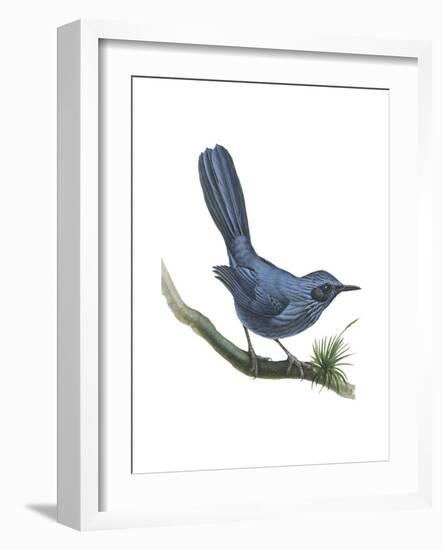 Blue Mockingbird (Melanotis Caerulescens), Birds-Encyclopaedia Britannica-Framed Art Print