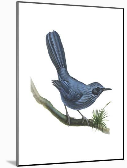 Blue Mockingbird (Melanotis Caerulescens), Birds-Encyclopaedia Britannica-Mounted Art Print