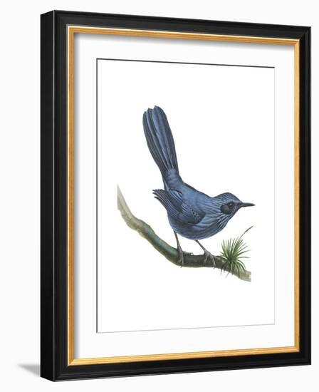 Blue Mockingbird (Melanotis Caerulescens), Birds-Encyclopaedia Britannica-Framed Art Print