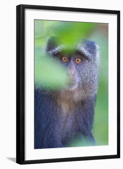 Blue Monkey (Cercopithecus Mitis), Lake Manyara, Tanzania-null-Framed Photographic Print