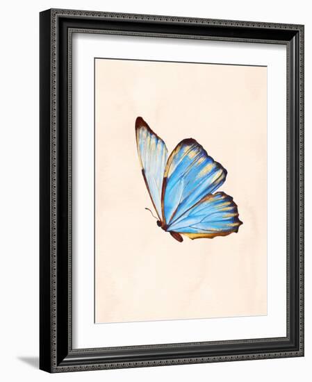 Blue Morphe Butterfly-Julia-Framed Photographic Print