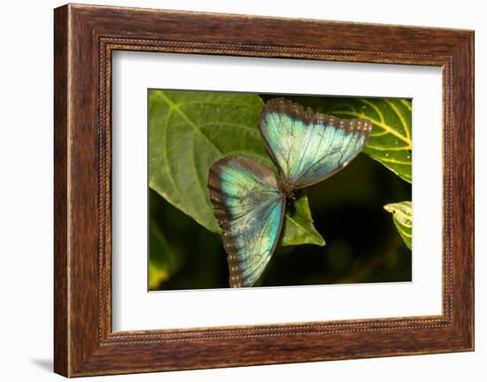 Blue Morpho Butterfly at the Butterfly Conservatory, Key West, Florida-Chuck Haney-Framed Photographic Print