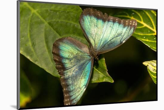 Blue Morpho Butterfly at the Butterfly Conservatory, Key West, Florida-Chuck Haney-Mounted Photographic Print