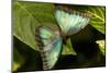 Blue Morpho Butterfly at the Butterfly Conservatory, Key West, Florida-Chuck Haney-Mounted Photographic Print