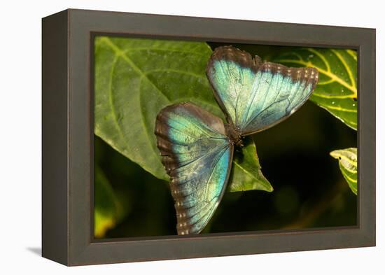 Blue Morpho Butterfly at the Butterfly Conservatory, Key West, Florida-Chuck Haney-Framed Premier Image Canvas