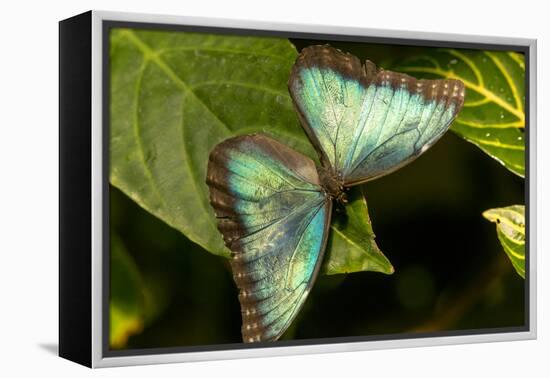 Blue Morpho Butterfly at the Butterfly Conservatory, Key West, Florida-Chuck Haney-Framed Premier Image Canvas