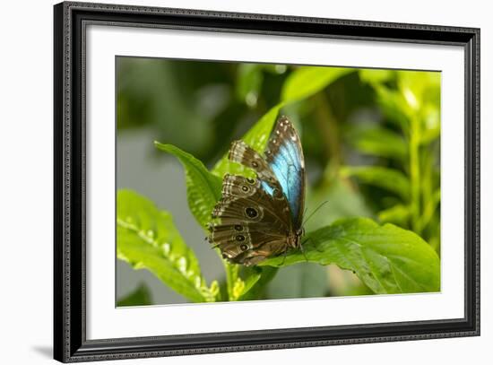 Blue Morpho Butterfly at the Butterfly Conservatory, Key West, Florida-Chuck Haney-Framed Photographic Print