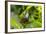 Blue Morpho Butterfly at the Butterfly Conservatory, Key West, Florida-Chuck Haney-Framed Photographic Print