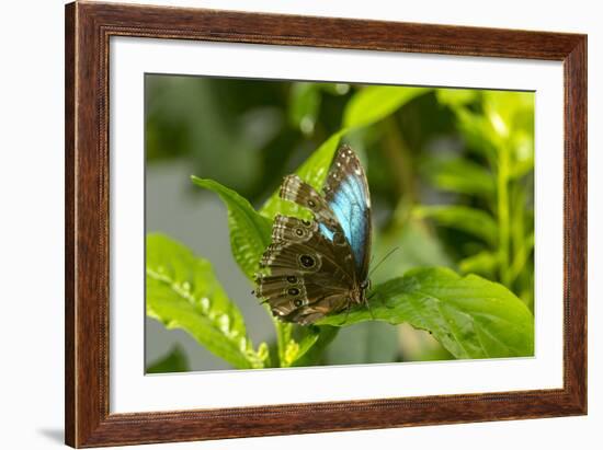 Blue Morpho Butterfly at the Butterfly Conservatory, Key West, Florida-Chuck Haney-Framed Photographic Print