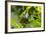 Blue Morpho Butterfly at the Butterfly Conservatory, Key West, Florida-Chuck Haney-Framed Photographic Print