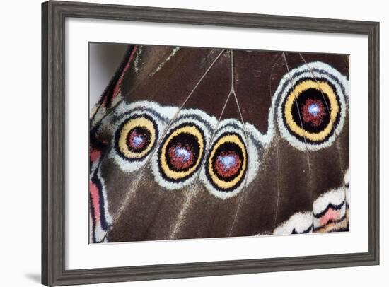 Blue Morpho Butterfly, Costa Rica-null-Framed Photographic Print