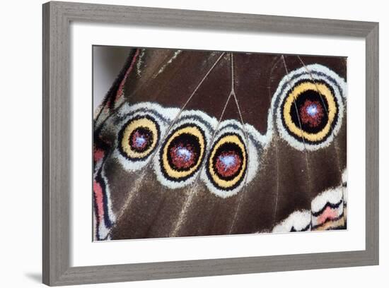 Blue Morpho Butterfly, Costa Rica-null-Framed Photographic Print