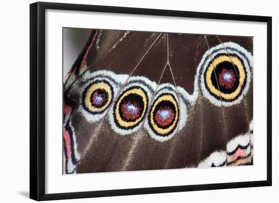 Blue Morpho Butterfly, Costa Rica-null-Framed Photographic Print