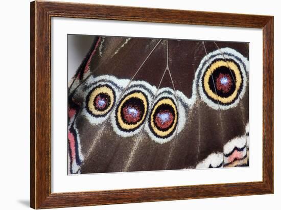 Blue Morpho Butterfly, Costa Rica-null-Framed Photographic Print