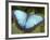 Blue Morpho Butterfly, Green Hills Butterfly Farm, Belize-William Sutton-Framed Photographic Print