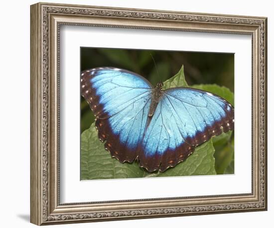 Blue Morpho Butterfly, Green Hills Butterfly Farm, Belize-William Sutton-Framed Photographic Print