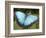 Blue Morpho Butterfly, Green Hills Butterfly Farm, Belize-William Sutton-Framed Photographic Print