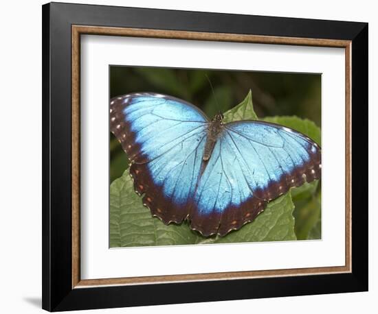 Blue Morpho Butterfly, Green Hills Butterfly Farm, Belize-William Sutton-Framed Photographic Print