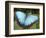 Blue Morpho Butterfly, Green Hills Butterfly Farm, Belize-William Sutton-Framed Photographic Print