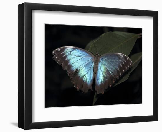 Blue Morpho Butterfly (Morpho Peleide)-Raj Kamal-Framed Photographic Print