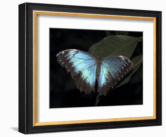 Blue Morpho Butterfly (Morpho Peleide)-Raj Kamal-Framed Photographic Print