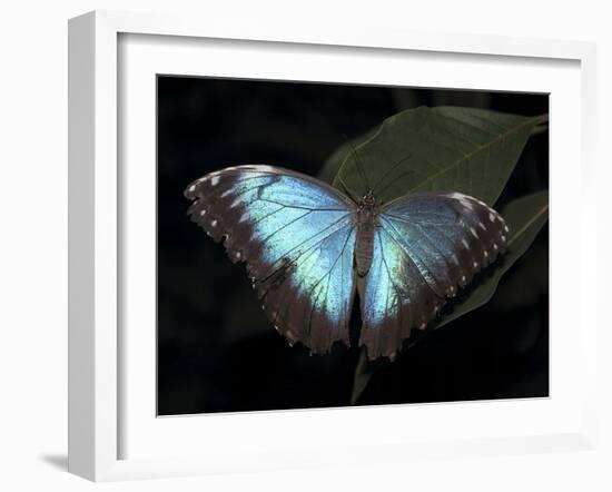 Blue Morpho Butterfly (Morpho Peleide)-Raj Kamal-Framed Photographic Print