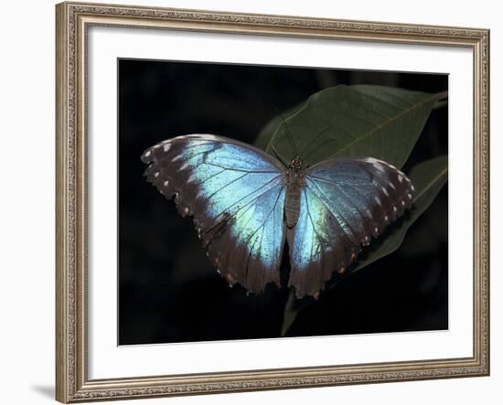 Blue Morpho Butterfly (Morpho Peleide)-Raj Kamal-Framed Photographic Print