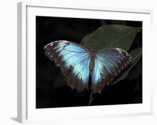 Blue Morpho Butterfly (Morpho Peleide)-Raj Kamal-Framed Photographic Print