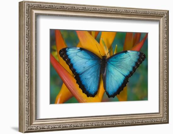 Blue Morpho Butterfly on Heliconia tropical flower-Darrell Gulin-Framed Photographic Print