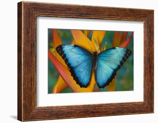 Blue Morpho Butterfly on Heliconia tropical flower-Darrell Gulin-Framed Photographic Print