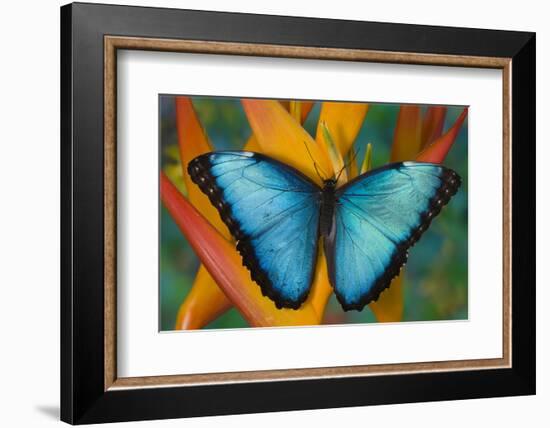 Blue Morpho Butterfly on Heliconia tropical flower-Darrell Gulin-Framed Photographic Print