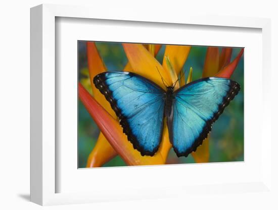 Blue Morpho Butterfly on Heliconia tropical flower-Darrell Gulin-Framed Photographic Print