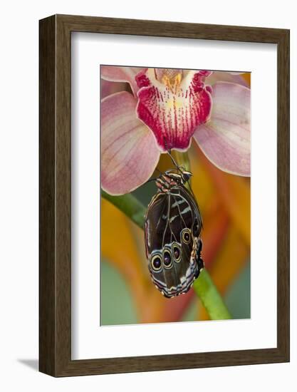 Blue Morpho Butterfly on pink Orchid just hatched out and expanding its wings-Darrell Gulin-Framed Photographic Print