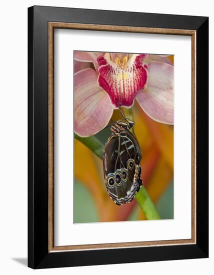 Blue Morpho Butterfly on pink Orchid just hatched out and expanding its wings-Darrell Gulin-Framed Photographic Print