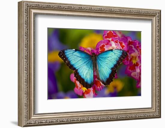 Blue Morpho Butterfly on pink Orchid-Darrell Gulin-Framed Photographic Print