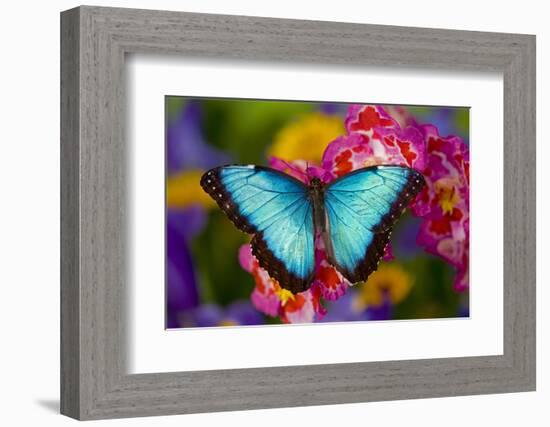 Blue Morpho Butterfly on pink Orchid-Darrell Gulin-Framed Photographic Print