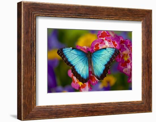 Blue Morpho Butterfly on pink Orchid-Darrell Gulin-Framed Photographic Print